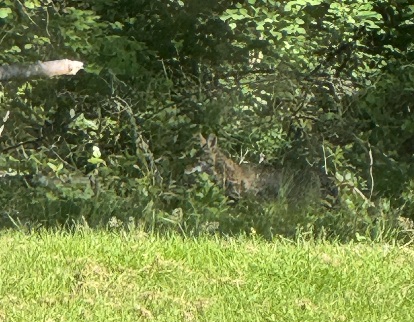 Read more: Coyote sighting/photograph 